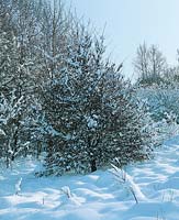 Winterlandschaft mit Bäumen im Schnee