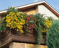 Balkonbepflanzung CALCEOLARIA / PELARGONIUM
