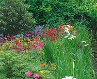 Gartenszene mit Primula bulleyana