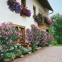 Terrassenbepflanzung mit Oleander, Fensterkisterl mit Pelargonien