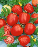 Tomate/Lycopersicon esculentum MEDNYI WSADNIK