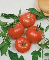 Tomate/Lycopersicon esculentum WATERMELON BEEFSTEAK