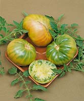 Tomate/Lycopersicon esculentum AUNT RUBY«S