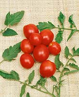 Tomate/Lycopersicon esculentum ALASKAN FANCI