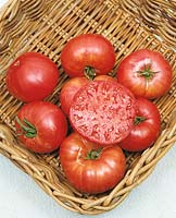 Tomate/Lycopersicon esculentum MORTGAGE LIFTER