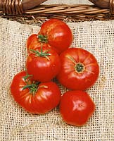 Tomate/Lycopersicon esculentum OMAR«S LEBANESE