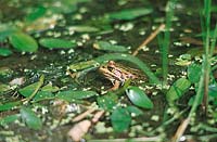 Frosch im Teich zwischen Wasserpflanzen