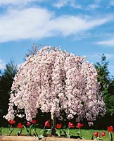 Prunus subhirtella Pendula Alba