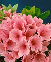 Rhododendron Kirin