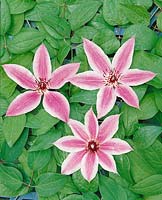 Clematis Lincoln Star