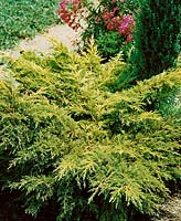 Juniperus x pfitzeriana Pfitzeriana Reid's Goldrift