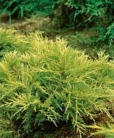 Juniperus x pfitzeriana Gold Coast