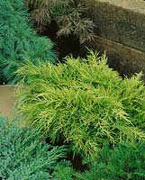 Juniperus x pfitzeriana Old Gold