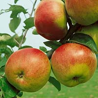 Apfel / Malus domestica Hauxapfel