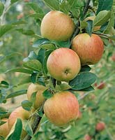 Apfel / Malus domestica Good Land