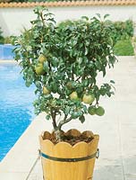 Pyrus communis / pear tree with fruits in pot