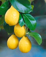 Citrus limon Garey's Eureka
