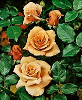 Rosa Julia's Rose