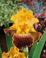 Iris x germanica Michigan Pride