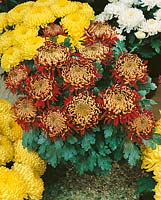 Chrysanthemum Ines