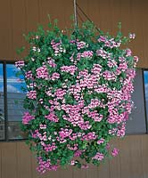 Pelargonium peltatum Tornado Lilac in hanging basket