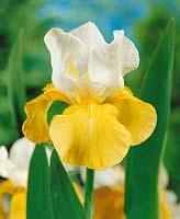 Iris x germanica Glacier Gold