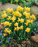Narcissus jonquilla Quail