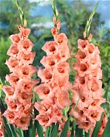 Gladiolus Lucky Number