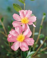 Camellia sasanqua Hiryu Vernilis
