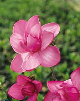 Magnolia Pink Cascade