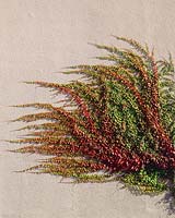Parthenocissus tricuspidata Minutifolia
