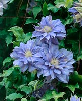 Clematis Yvette Houry
