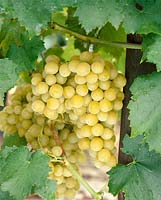 Vitis vinifera subsp. vinifera Muscat Reine de Vignes