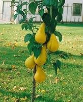 Pyrus communis Abate Fetel / small pear tree