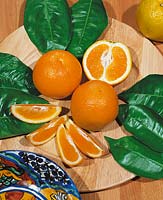 Orange / Citrus sinensis Valencia type