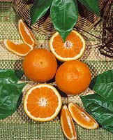 Orange / Citrus sinensis Valencia type