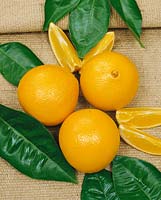 Orange / Citrus sinensis Navel small type