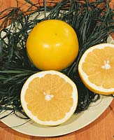 Grapefruit / Citrus x paradisi White Florida type