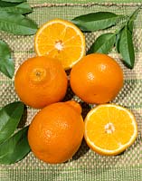 Citrus tangerina x C.paradisi Minneola