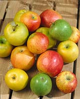 Apfel / Malus domestica Mischung