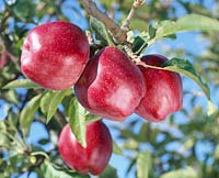 Malus Red Delicious