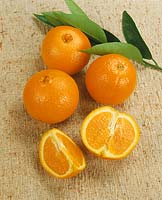 Orange / Citrus sinensis Washington Navel
