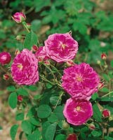 Rosa centifolia Minima