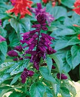 Salvia Phoenix Purple