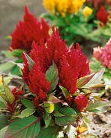Celosia New Look Red