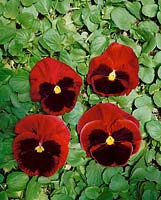 Viola x wittrockiana Swiss Giant Carrington Red