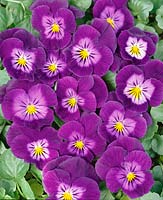 Viola x wittrockiana Purple Rain