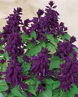 Salvia splendens Salsa Purple