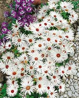 Mesembryanthemum Gelato White