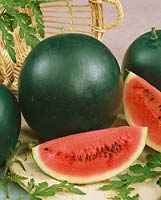 Wassermelone RUBIN